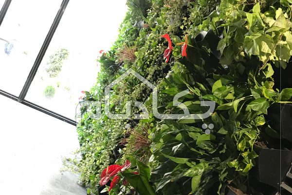 دیوار سبز علی بابا