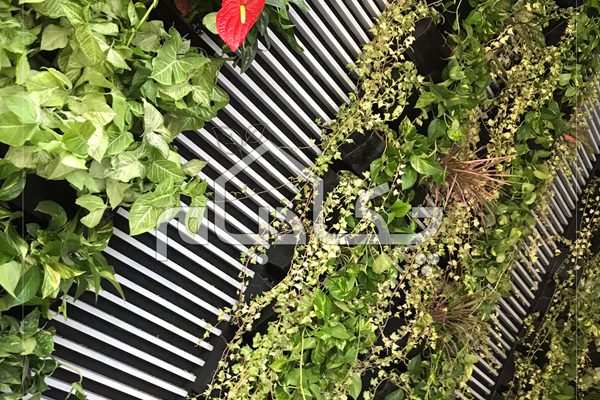 دیوار سبز علی بابا