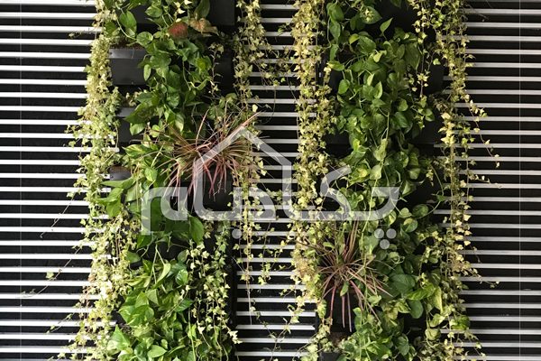 دیوار سبز علی بابا