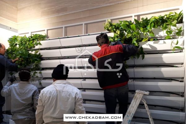 دیوار سبز آجودانیه