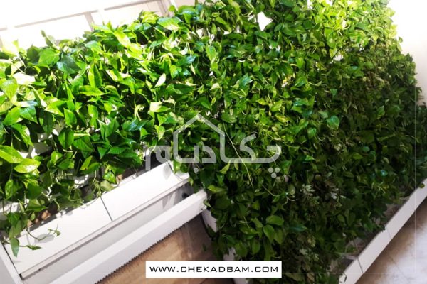 دیوار سبز آجودانیه