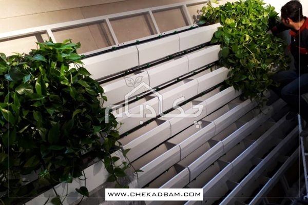 دیوار سبز آجودانیه