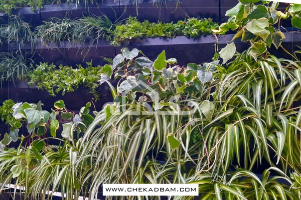 دیوار سبز جردن