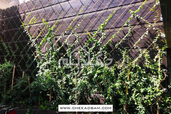 دیوار سبز دردشت