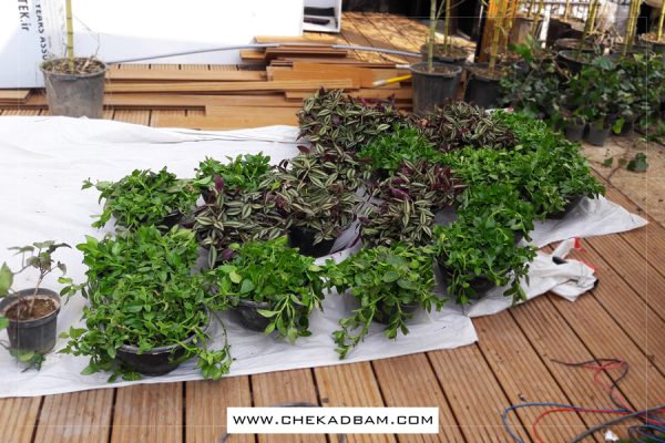 دیوار سبز ولنجک