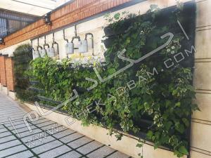 دیوار سبز green wall مدولار حیاط پوشش دیوار حیاط با انواع گیاه رونده و پوششی پاپیتال ابلق تهران قیطریه قلندری تهران