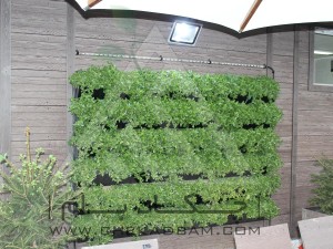 اجرای انواع دیوار سبز-مدولار-فلاورباکس-پوشش دیوار-گیاه دیوار سبز-گیاه رونده-گیاه پوششی-ناز فرانسوی   
