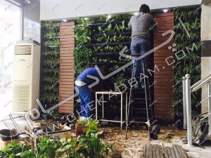 کاشت گل و گیاه در گلدان های دیواری برای ایجاد دیوار سبز زنده یکپارچه گیاهان مورد استفاده در دیوار شامل آگلونما پتوس و ...